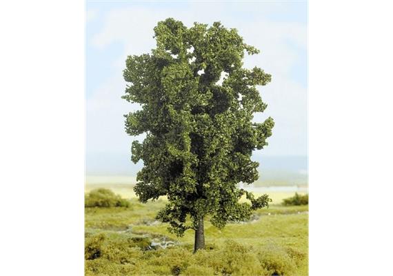 Esche 19cm