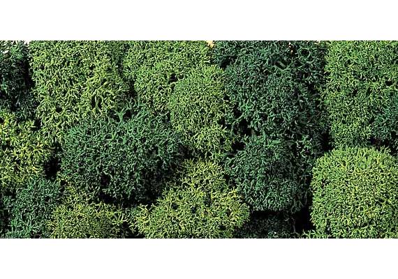Noch 08610 Moos hell- und dunkelgrün sortiert