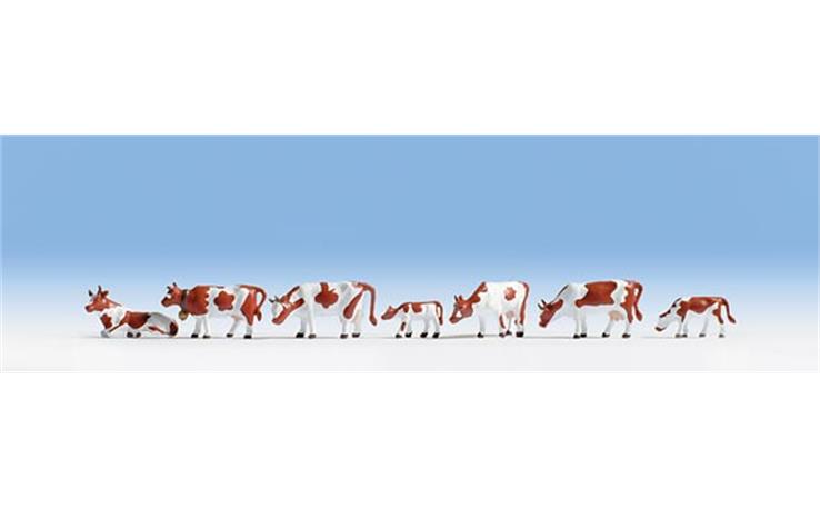 Noch 15723 Kühe, braun-weiss